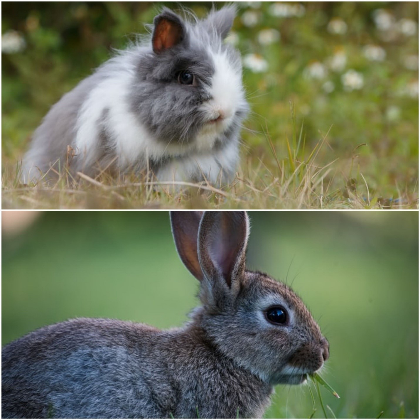 what are the differences between a pet rabbit vs a wild one_ a pet rabbit and a wild one