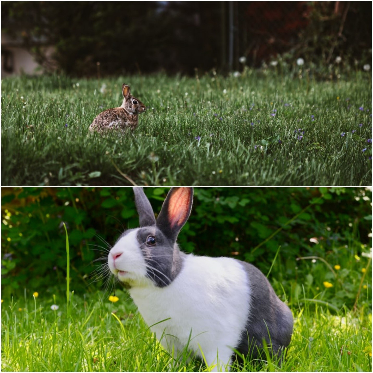 what are the differences between a pet rabbit vs a wild one_ wild rabbit and a pet rabbit