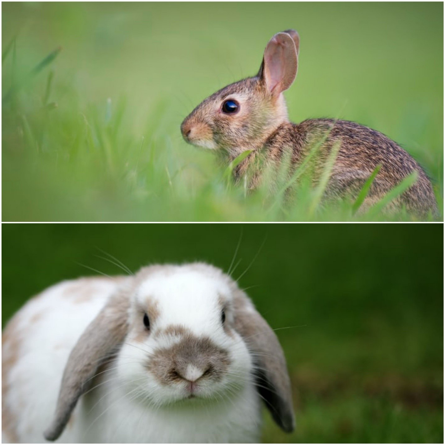 what are the differences between a pet rabbit vs a wild one_a wild rabbit and a lop-eared domestic rabbit