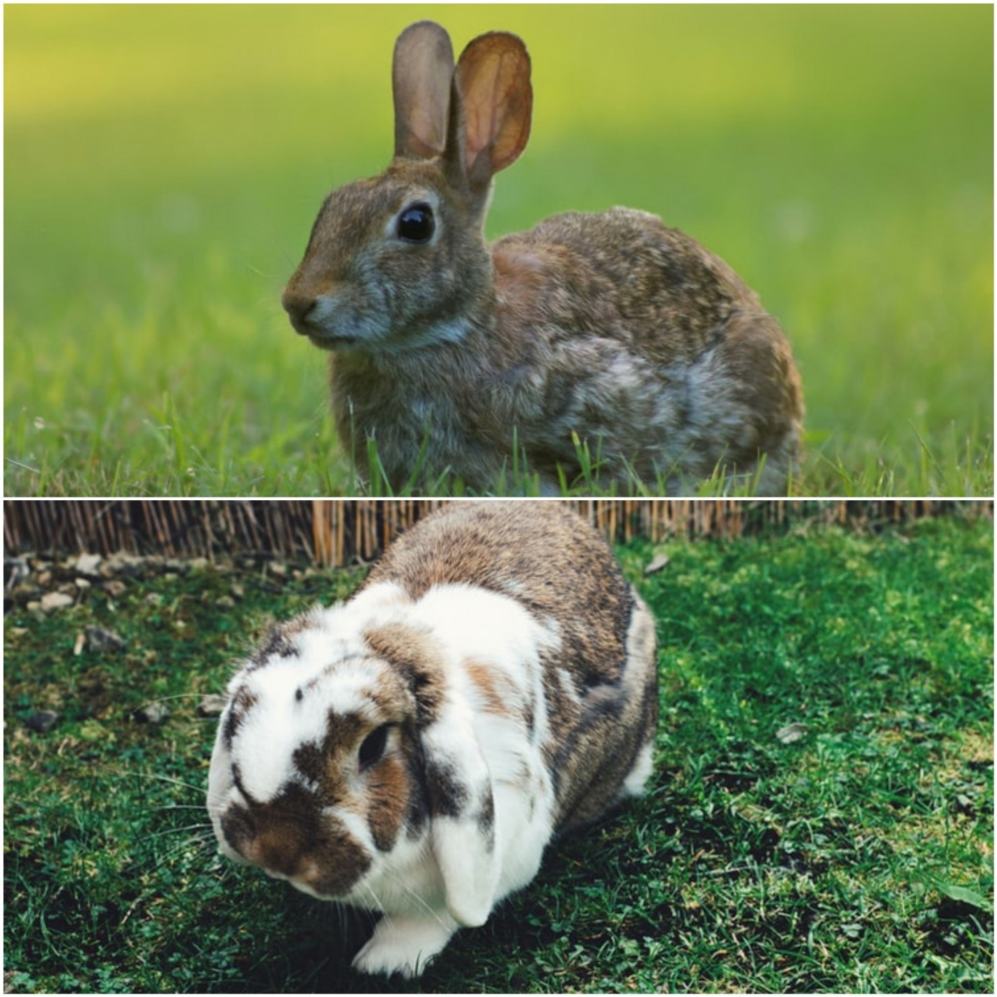 what are the differences between a pet rabbit vs wild one _ a wild rabbit and a domestic one