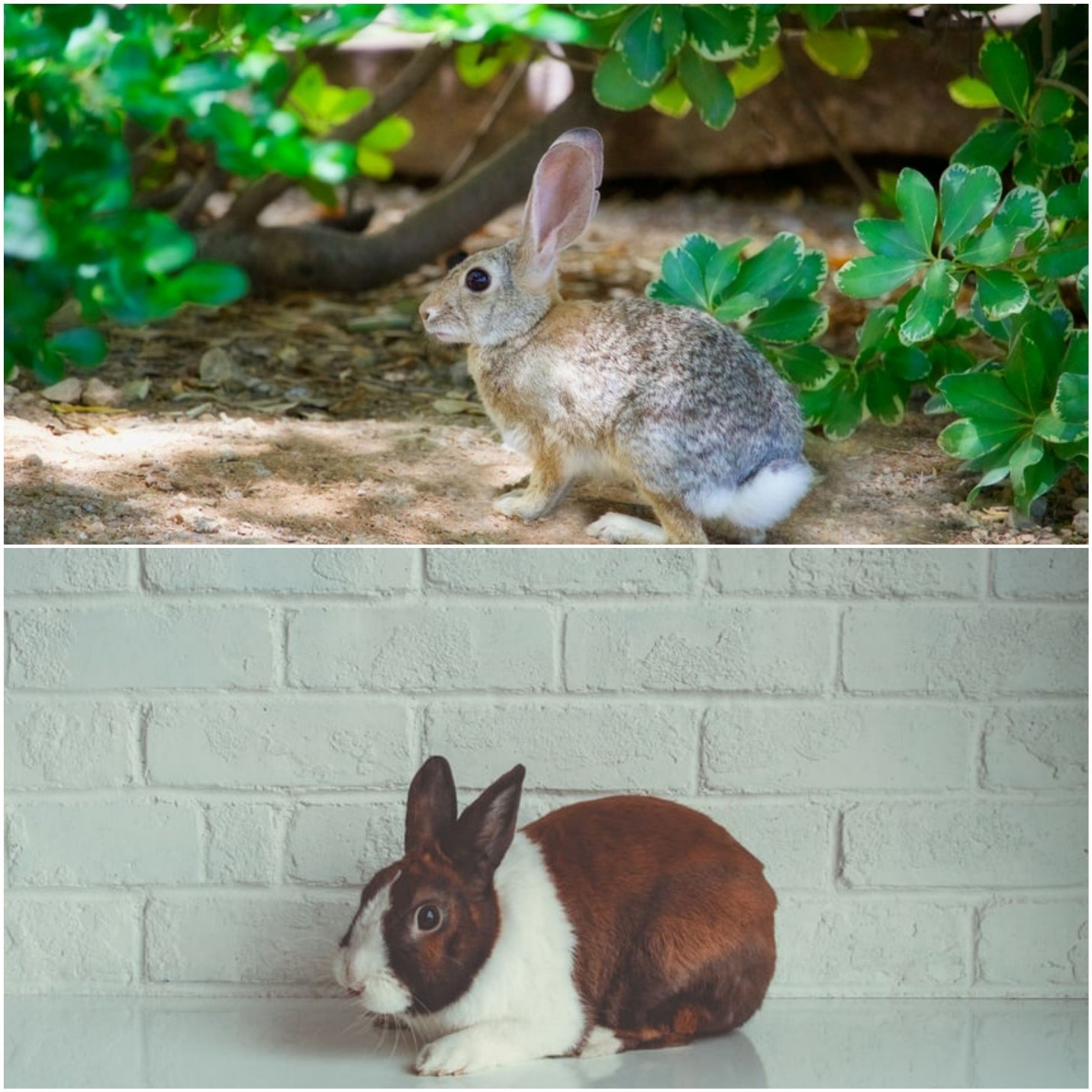 what are the differences between a pet rabbit vs wild one_a wild cottontail rabbit and a domestic rabbit.