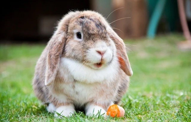 what do you do if you find a pet rabbit_a lop-eared rabbit