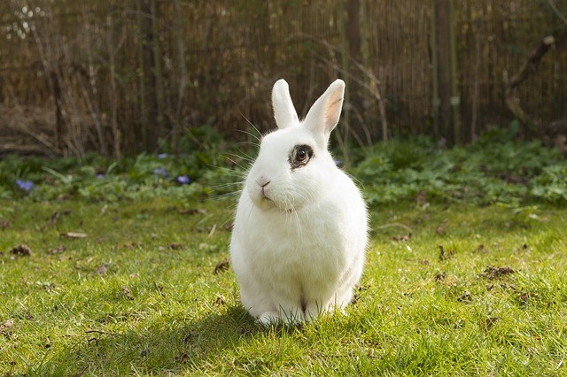 what do you do if you find a pet rabbit_a white pet rabbit