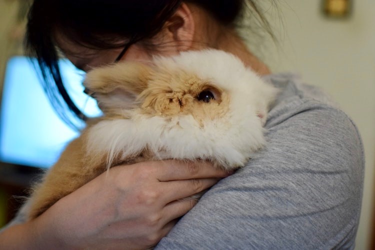 what do you do if you find a pet rabbit_a woman petting a rabbit