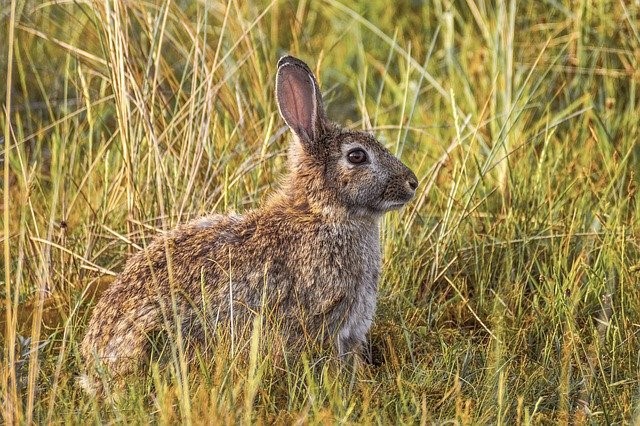 what do you do if you find a pet rabbit_wild rabbit