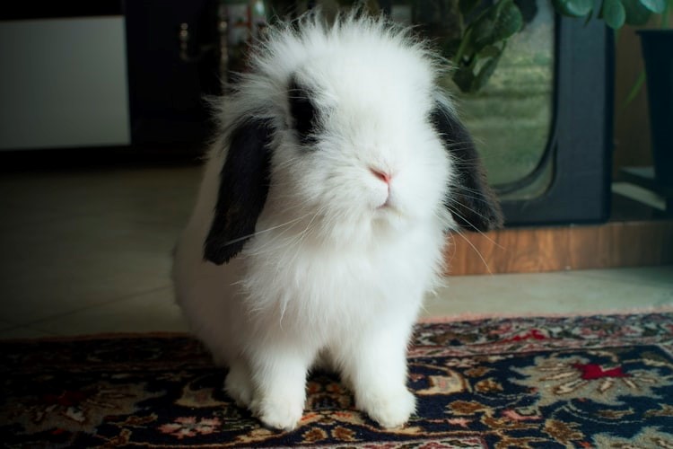 what is the right pet rabbit for me _lop-eared rabbit