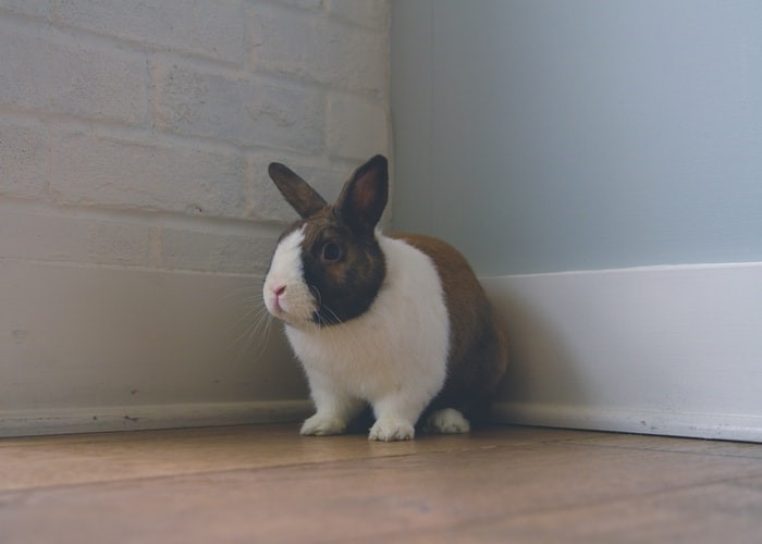 what is the right pet rabbit for me _pet rabbit