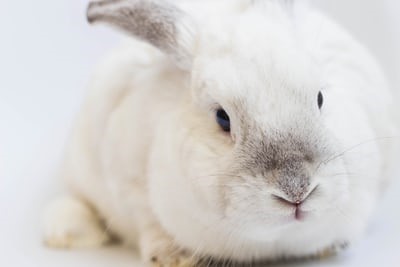 what is the right pet rabbit for me_white pet rabbit