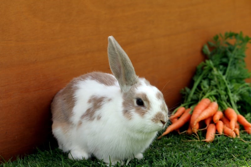 why is my bunny not eating or drinking _ A lop-eared rabbit with carrots