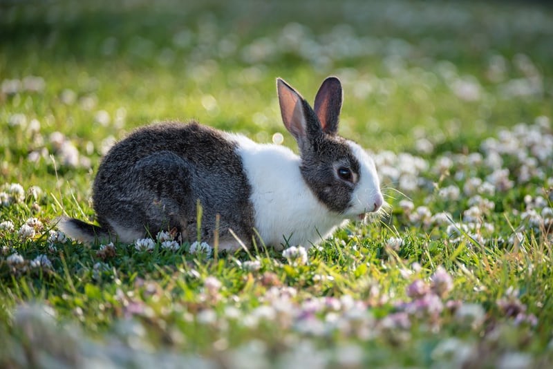 why is my bunny not eating or drinking _ A white and black rabbit