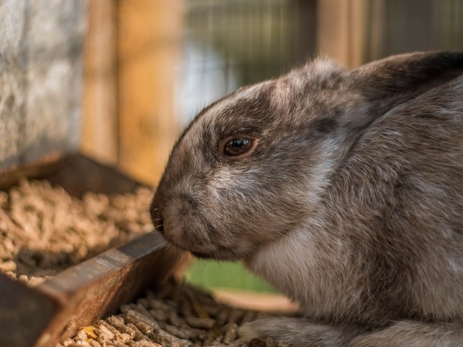 why is my bunny not eating or drinking_A rabbit with pellets