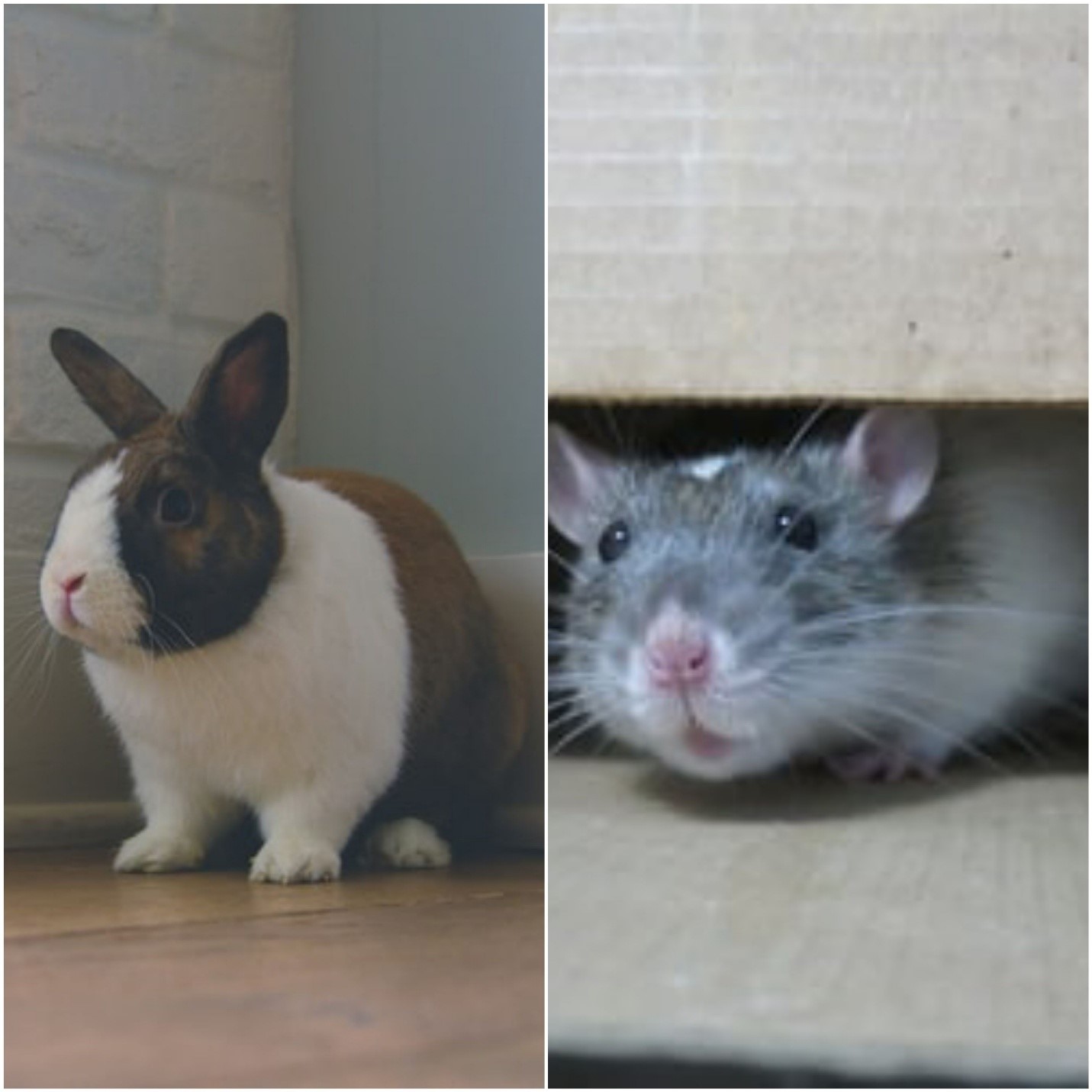 Can Pet Rabbits Attract Rats_Pet bunny and rat