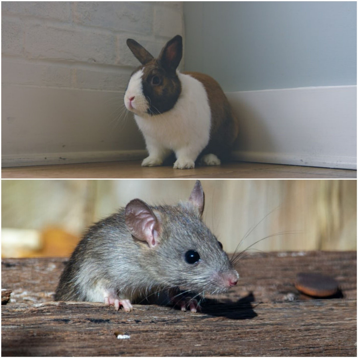 Can Pet Rabbits Attract Rats_Pet rabbit and rat