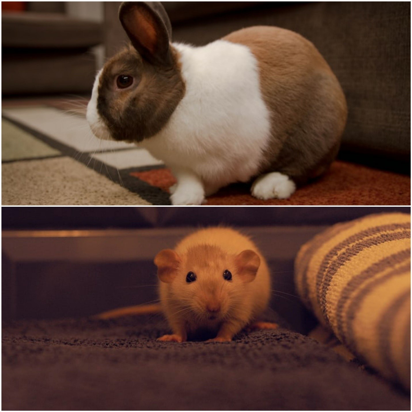 Can pet rabbits attract rats_Pet rabbit and pet mouse