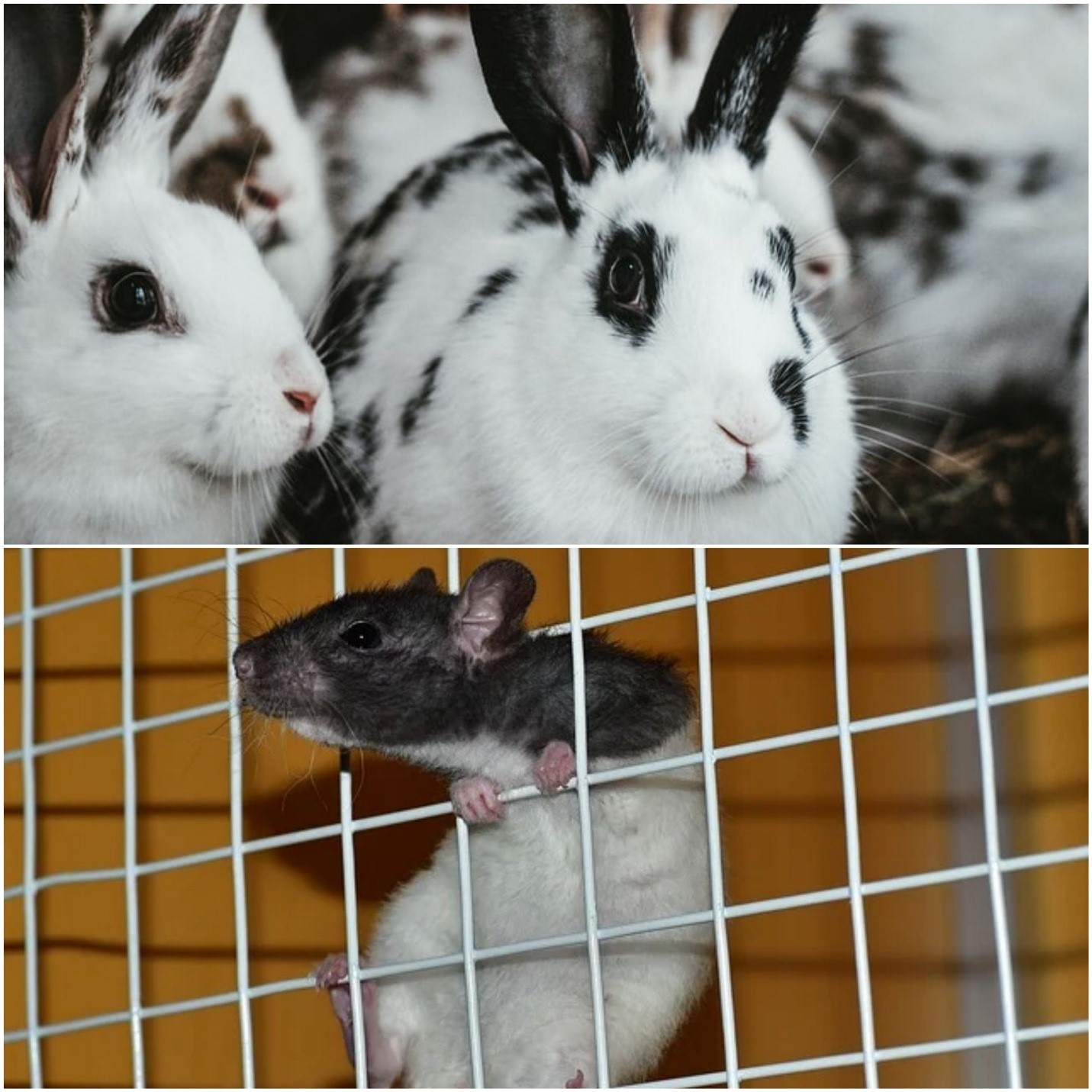 Can pet rabbits attract rats_rabbits and rat
