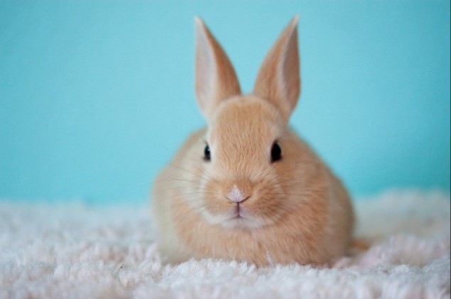 Can pet rabbits make you sick_A pet bunny