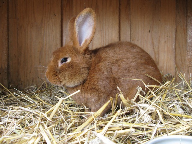 Can pet rabbits make you sick_A rabbit in a hutch