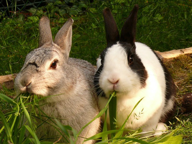 Can pet rabbits make you sick_Rabbits eating