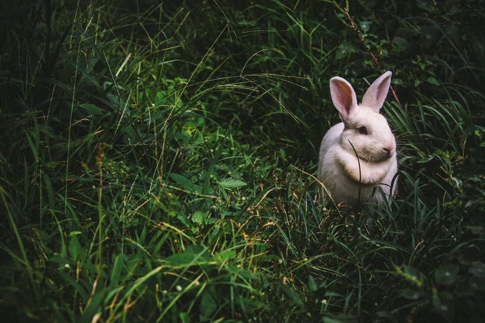 Do pet bunnies need vaccination_lonely wild rabbit