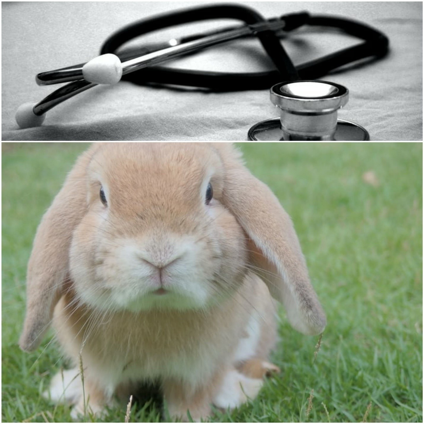 Do pet bunnies need vaccination_stethoscope and rabbit