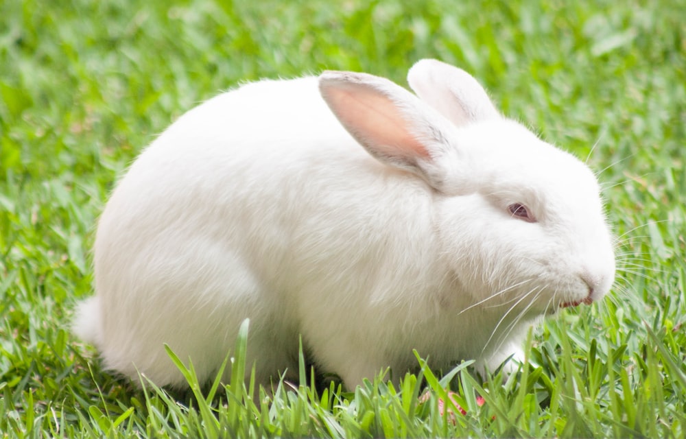 Do pet bunnies need vaccination_white rabbit