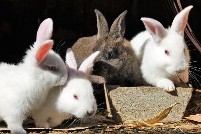 Do pet bunnies need vaccinations_ rabbits
