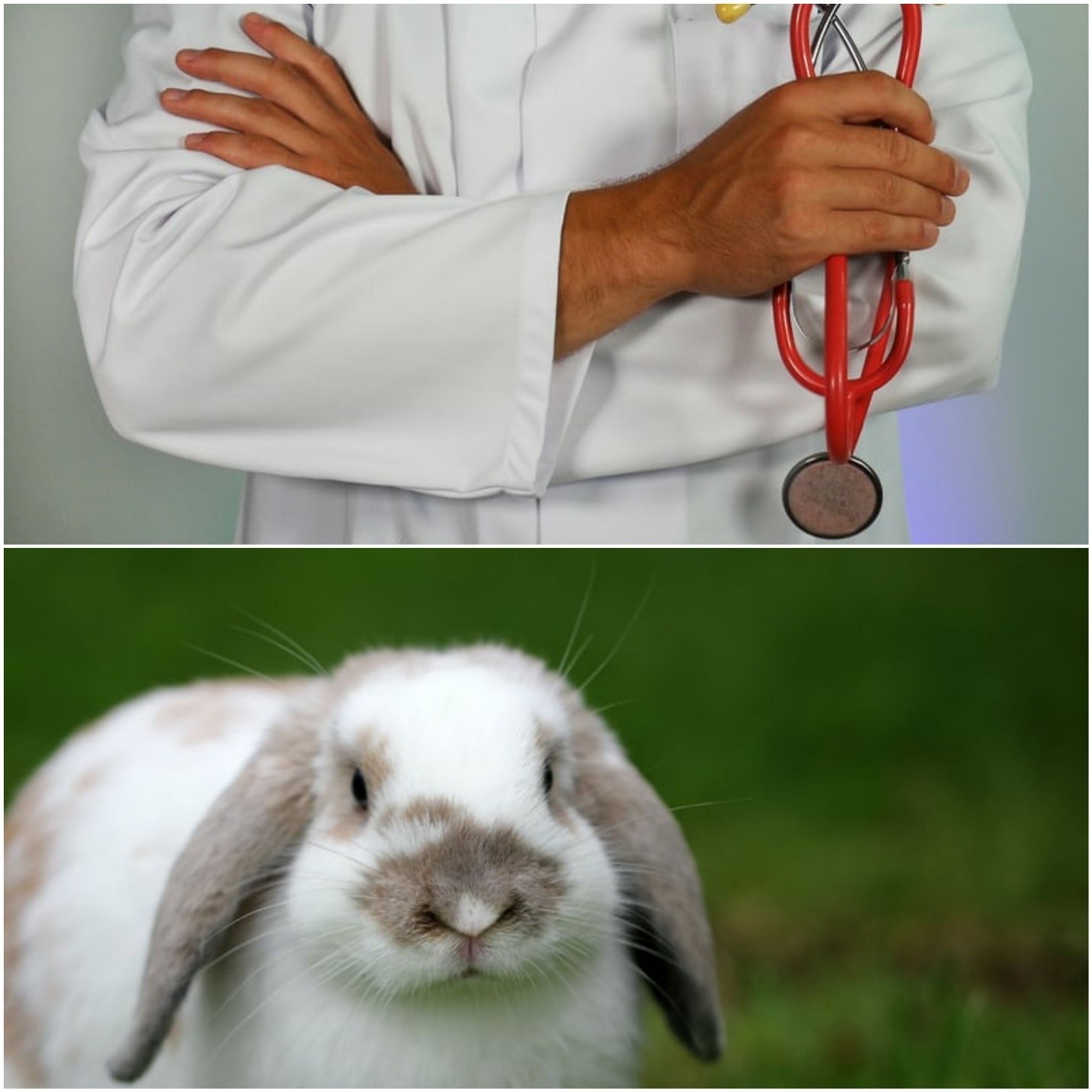 Do pet bunnies need vaccinations_rabbit and vet