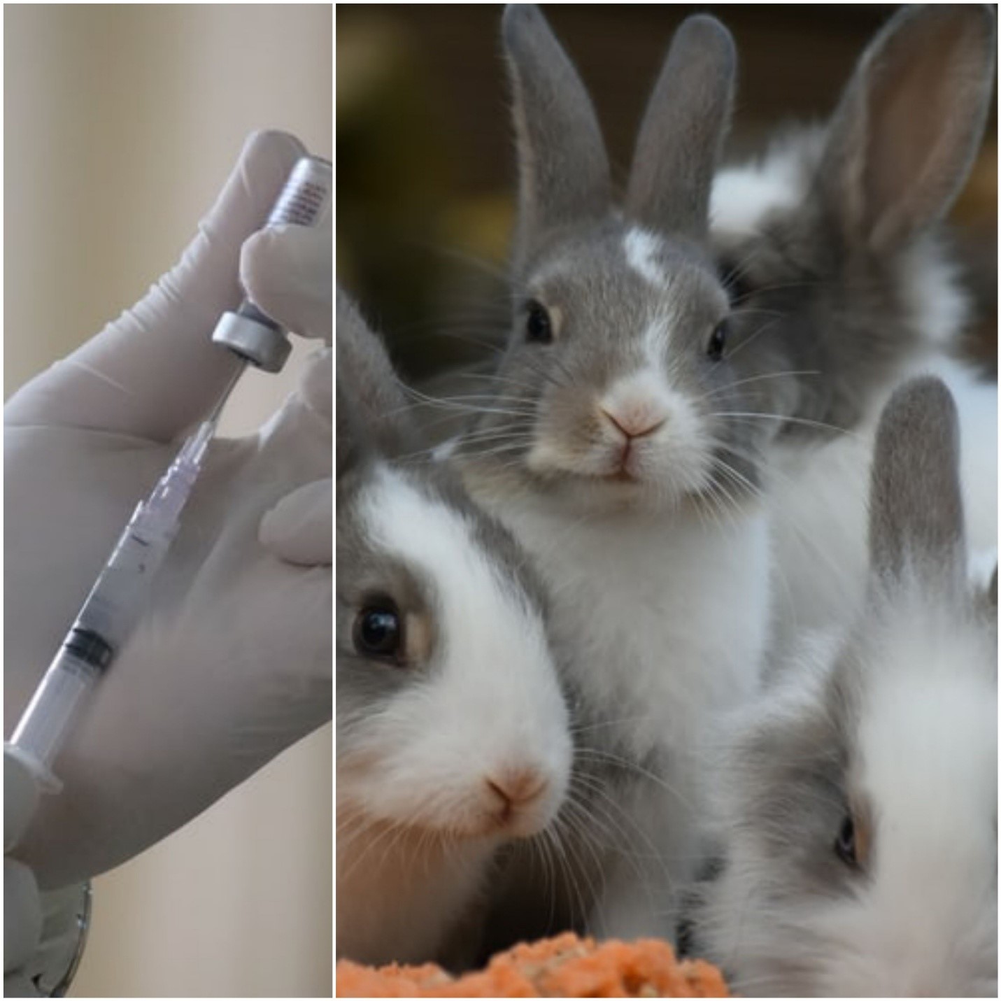 Do pet bunnies need vaccinations_vaccine and rabbits