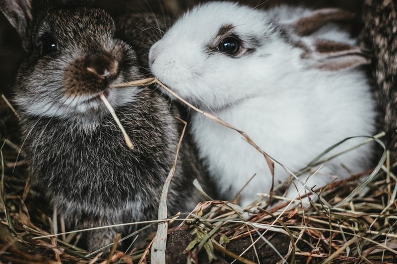 Do pet rabbits get cold_A pair of rabbits