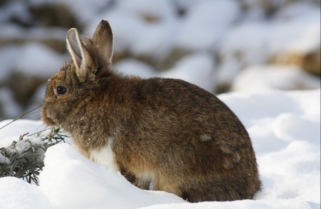 Do pet rabbits get cold_Brown rabbit in the snow