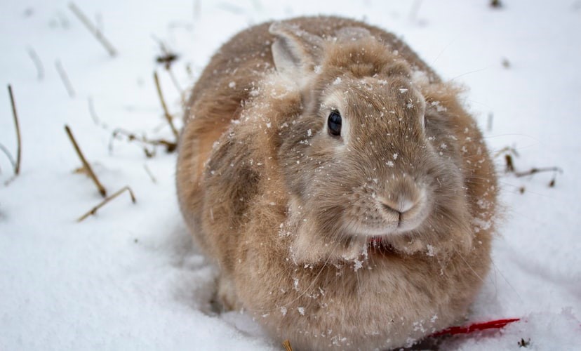 Do pet rabbits get cold_Brown rabbit