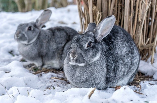 Do pet rabbits get cold_a pair of Chinchilla rabbits