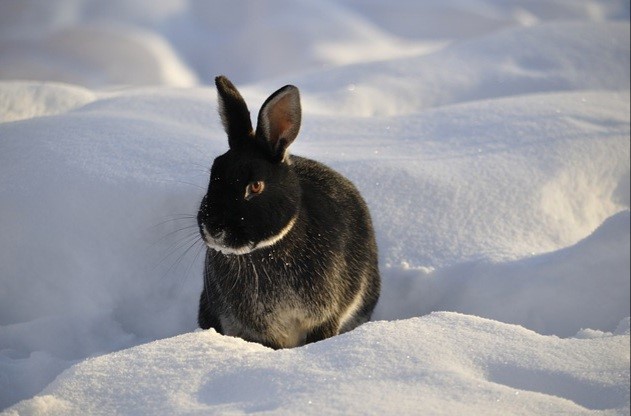 Do pet rabbits get cold_rabbit outdoors