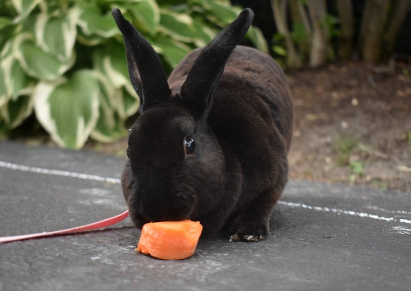 Can bunnies eat carrots _ A rabbit eating carrot