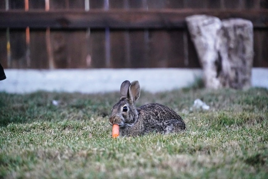 Can bunnies eat carrots _A wild rabbit eating carrot