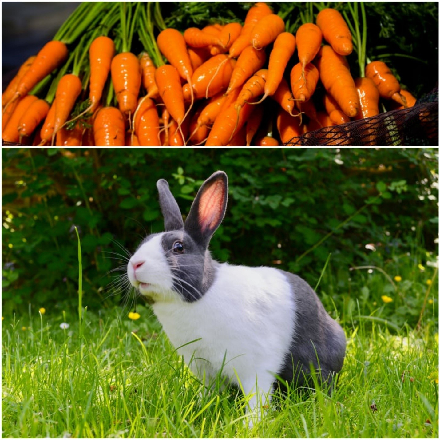 Can bunnies eat carrots_ Carrots and a rabbit