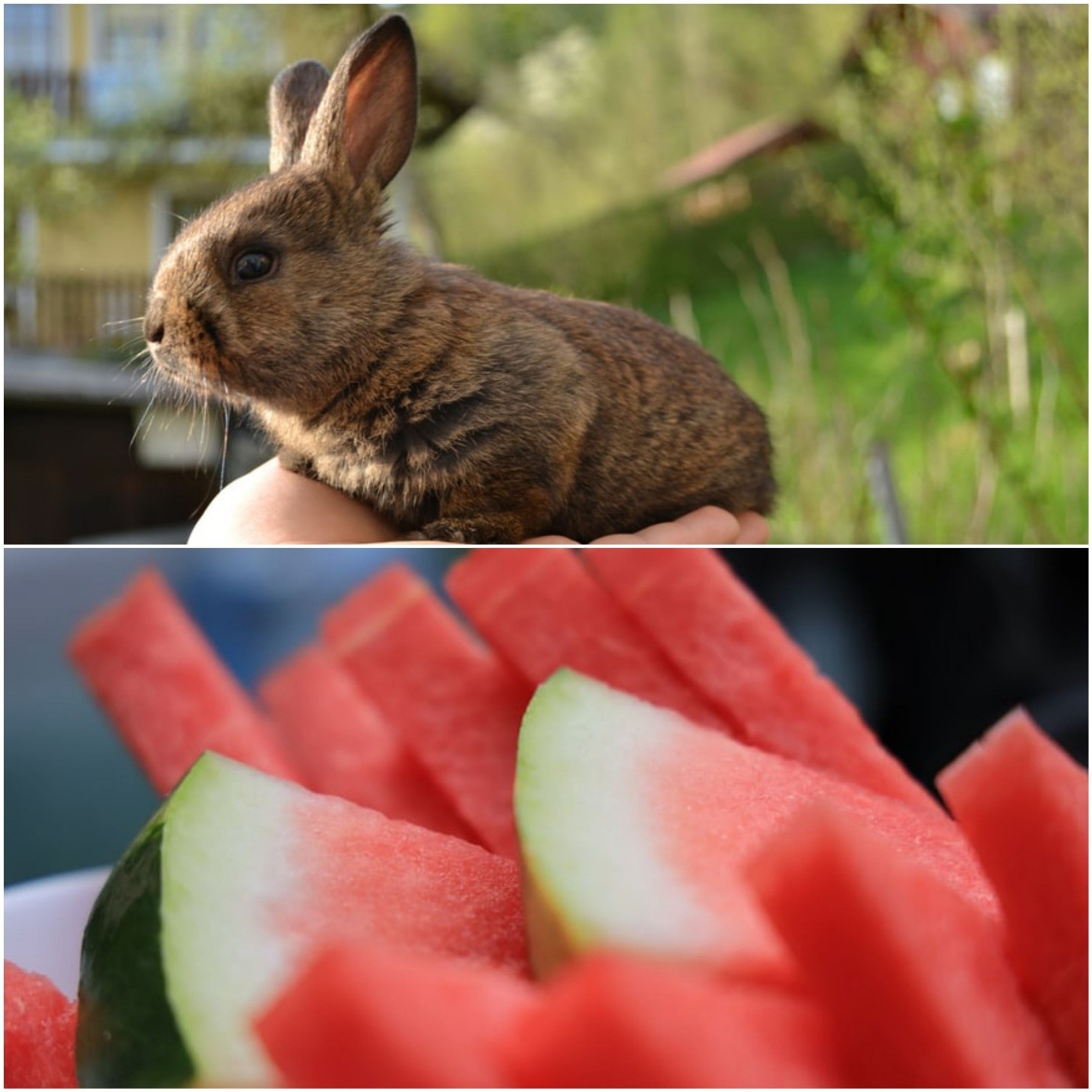 Can bunnies eat watermelon _ A baby bunny and watermelon