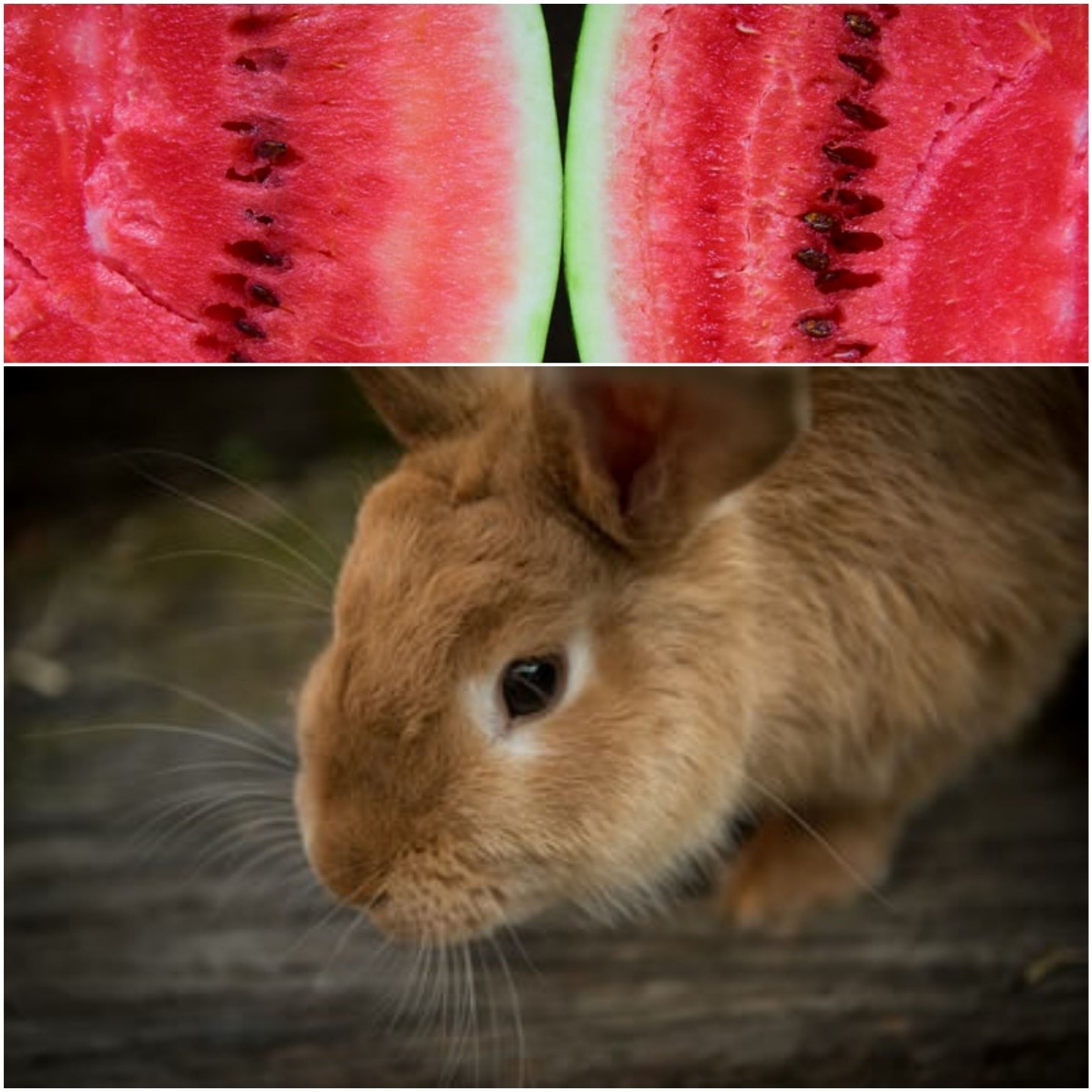 Can bunnies eat watermelon _ A rabbit and watermelon