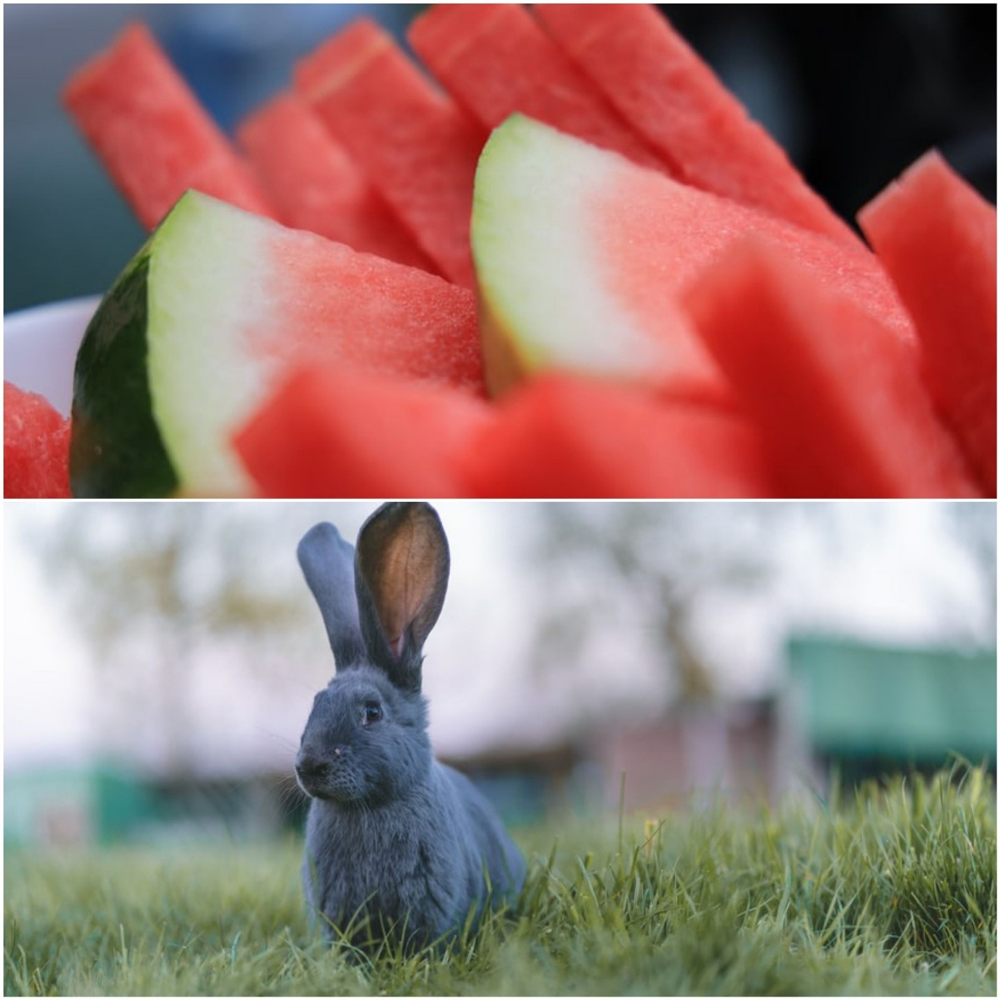 Can bunnies eat watermelon_watermelon and rabbit