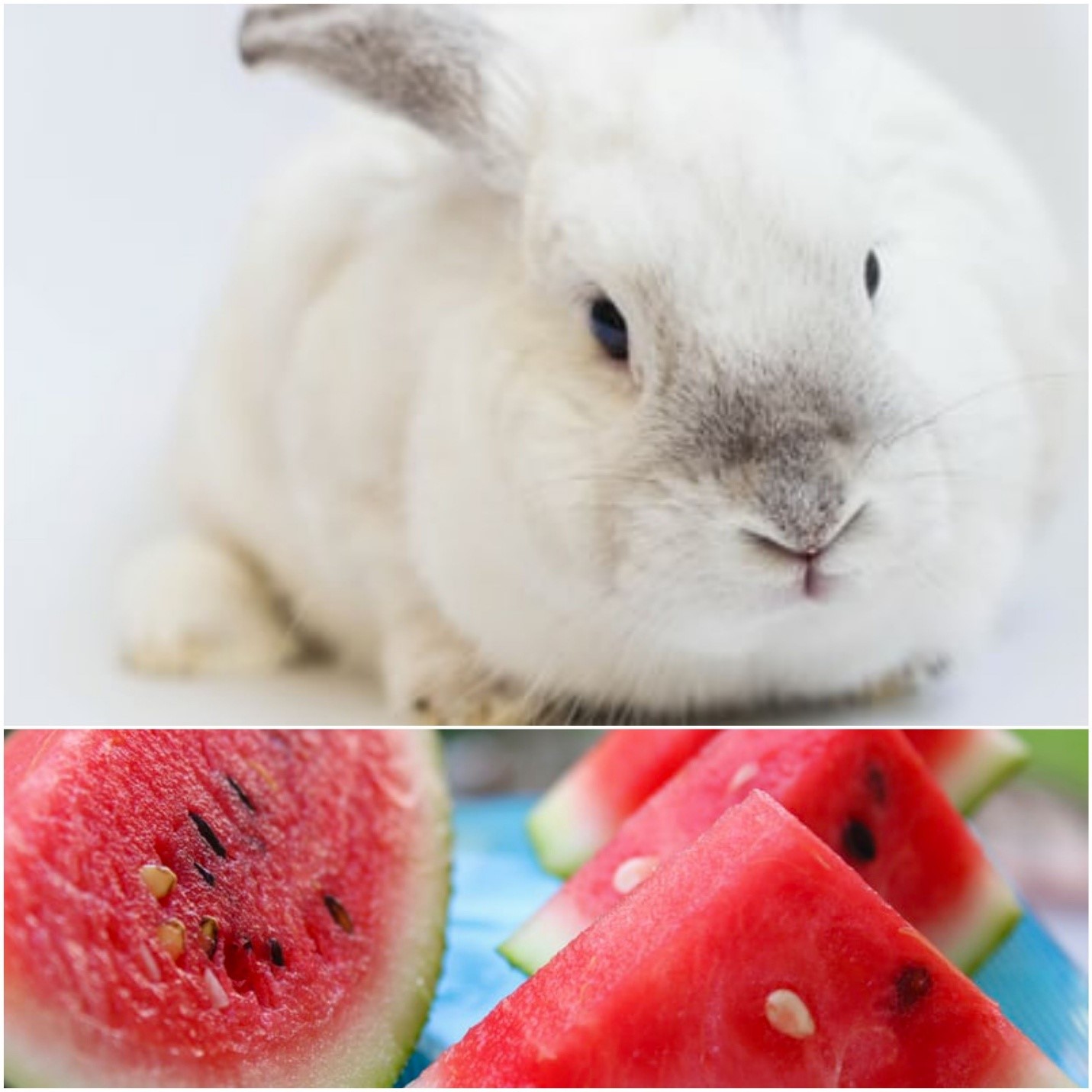 Can bunnies eat watermelon_white rabbit and watermelon