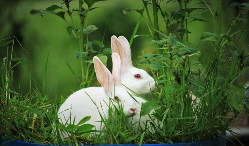 Can bunnies eat watermelon_white rabbits eating leaves