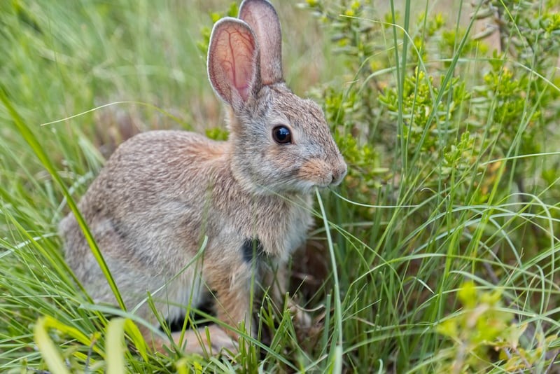 Can rabbits eat grass _ A Rabbit eating grass