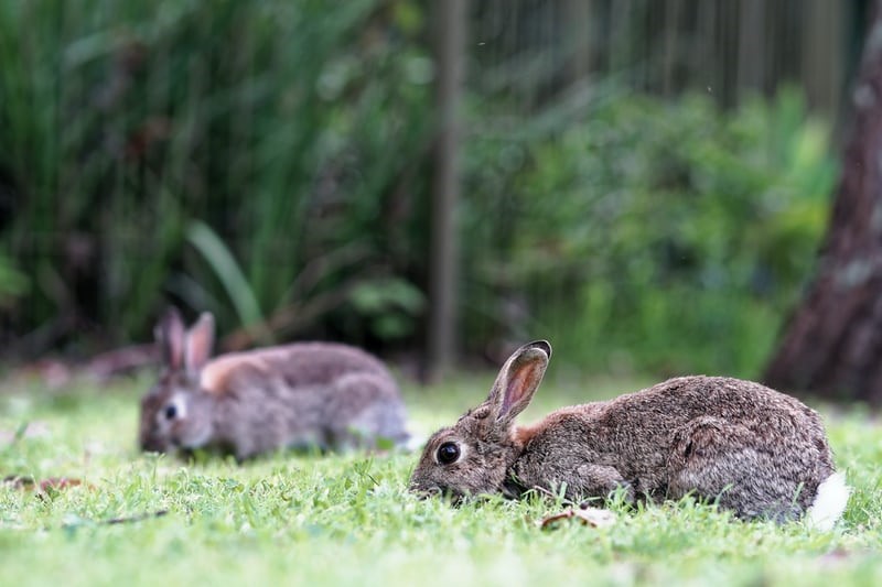 Can rabbits eat grass_ Rabbits eating fresh grass
