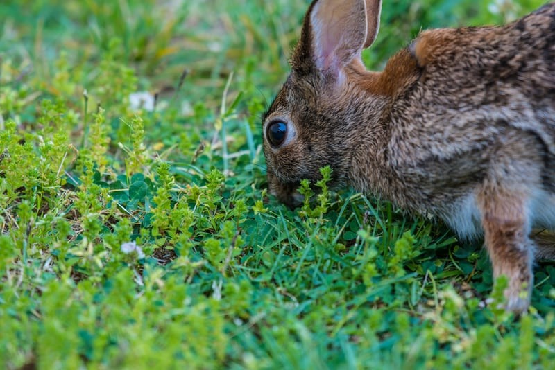 Can rabbits eat grass_A rabbit eating grass