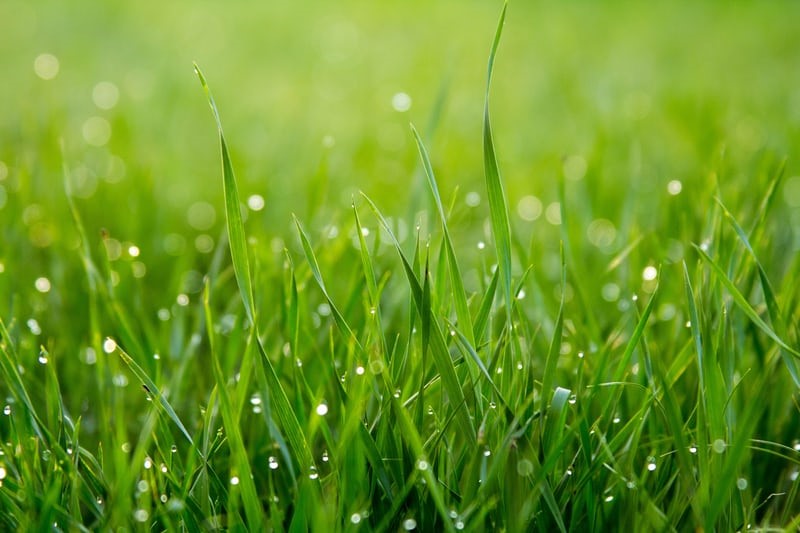 Can rabbits eat grass_Fresh grasses