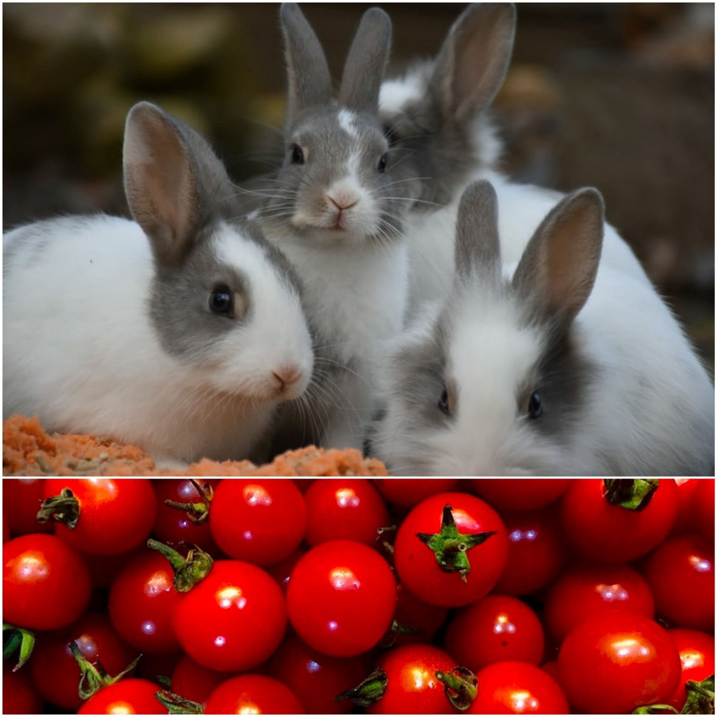 Do rabbits eat tomato plants_ Domestic rabbits and cherry tomatoes