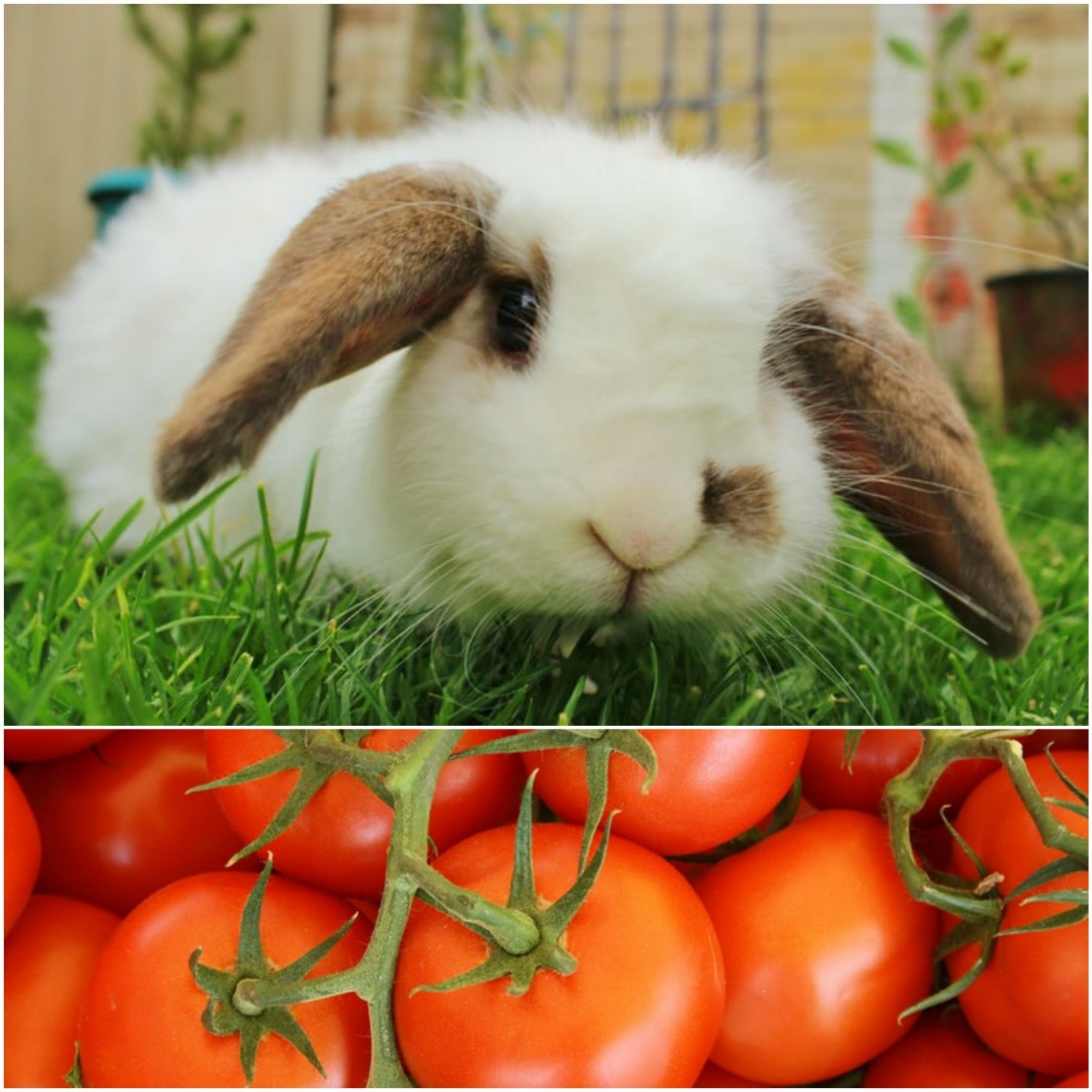 Do rabbits eat tomato plants_A lop-eared bunny and tomatoes