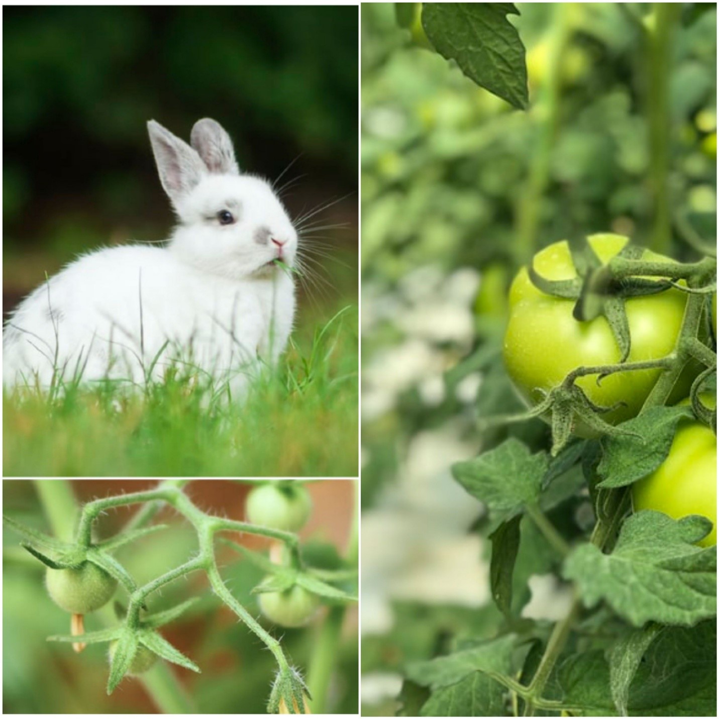 Do rabbits eat tomato plants_A white rabbit and tomato plants with unripe fruits.