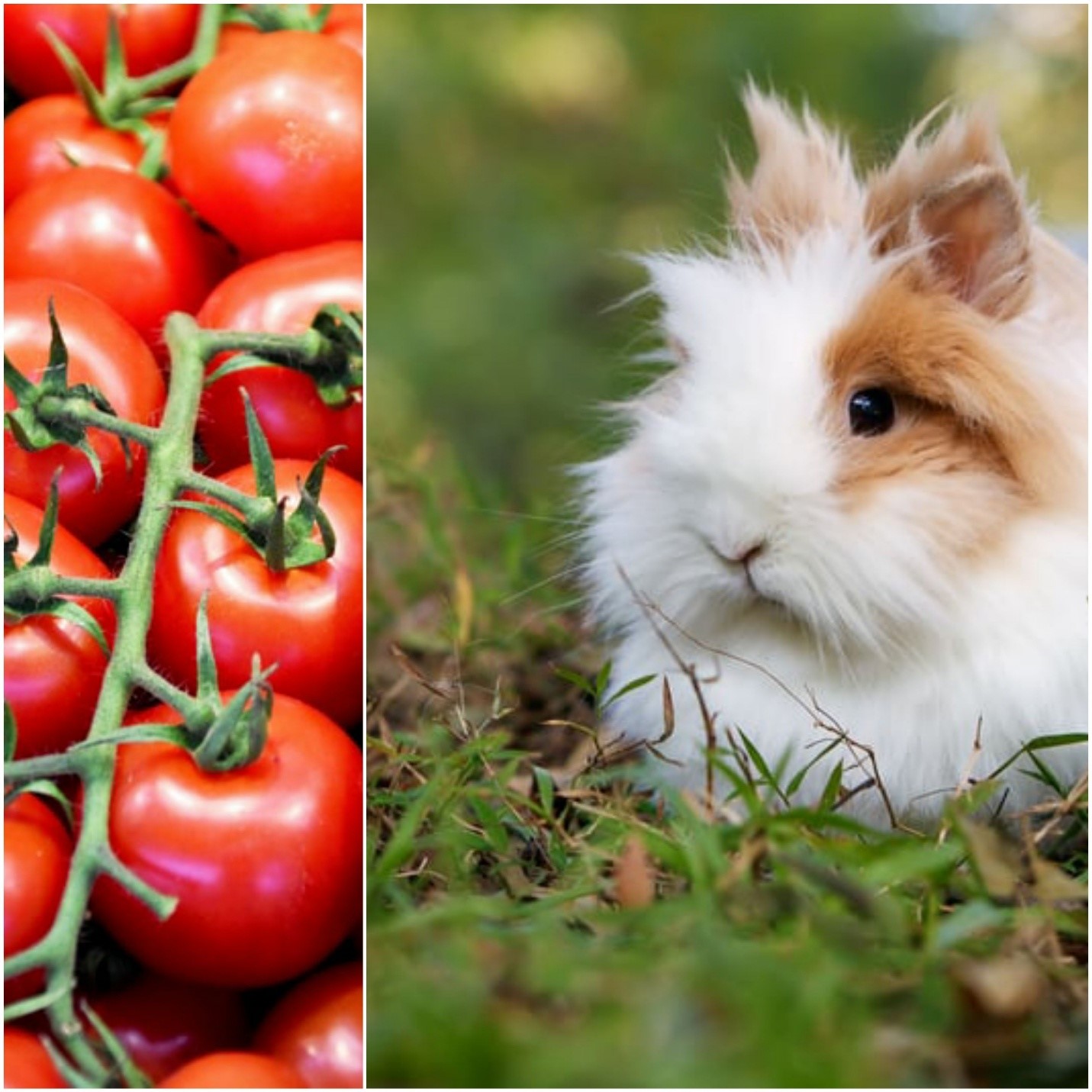 Do rabbits eat tomato plants_Red tomatoes and a bunny.