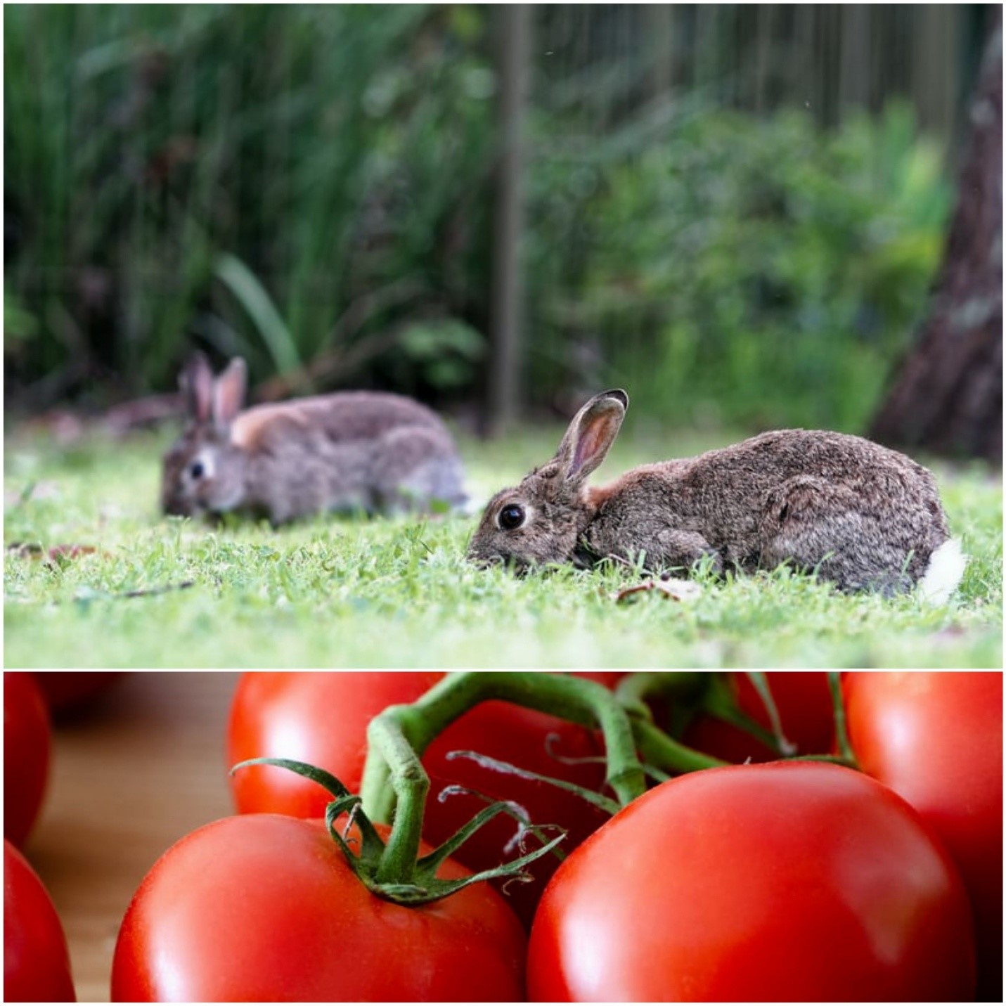 Do rabbits eat tomato plants_Wild cottontail rabbits and tomatoes